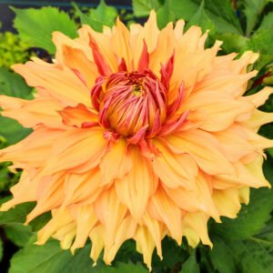 Dahlia Hamari Gold