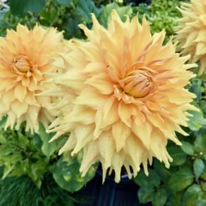 Alternative view of Dahlia Hamari Gold