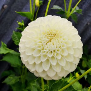 Alternative view of Dahlia Boom Boom White