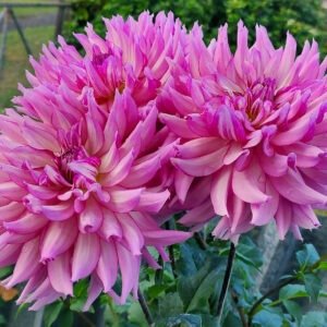 Alternative view of Dahlia Leila Savanna Rose