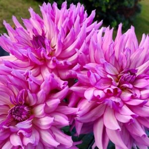 Dahlia Leila Savanna Rose