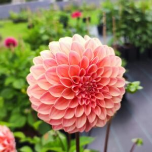 Alternative view of Dahlia Natalie G