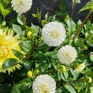 Alternative view of Dahlia White aka Light Wizard