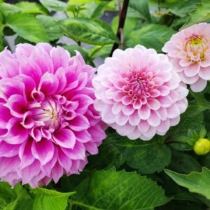 Alternative view of Dahlia Wizard of Oz