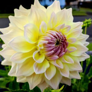 Alternative view of Dahlia Westerton Lillian