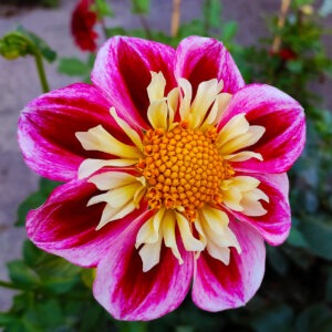 Dahlia Bumble Rumble