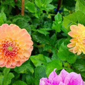 Alternative view of Dahlia Crichton Honey