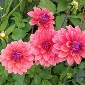 Alternative view of Dahlia American Dawn