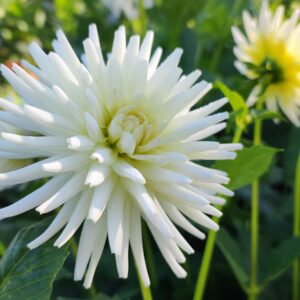 Dahlia Aitara Cloud