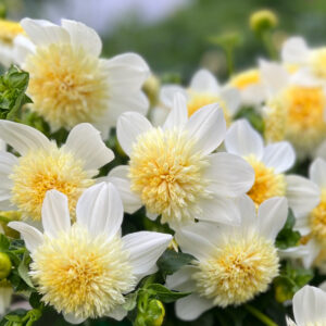 Dahlia Platinum Blonde