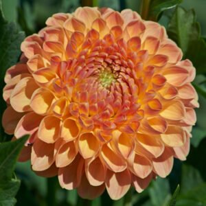 Dahlia Crichton Honey