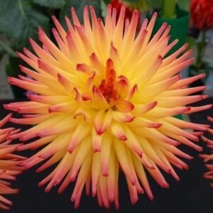 Dahlia Josudi Aurora