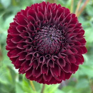 Dahlia Jowey Mirella