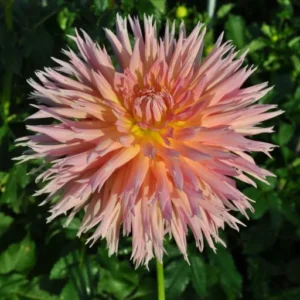 Dahlia Shaggy Chic