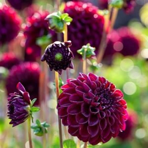 Dahlia Gypsy Night