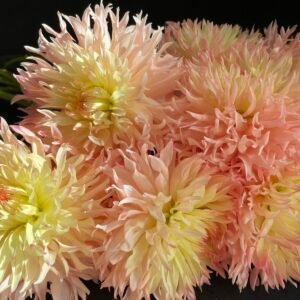Alternative view of Dahlia Hapet Champagne