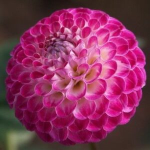 Dahlia Lakeland Polly