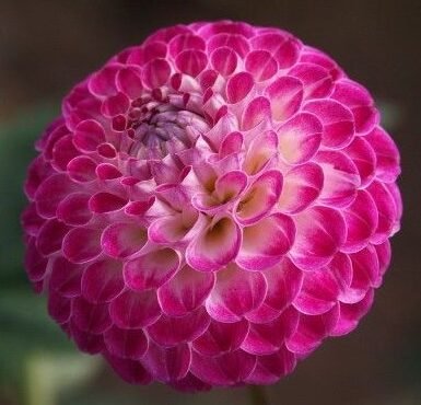 Dahlia Lakeland Polly