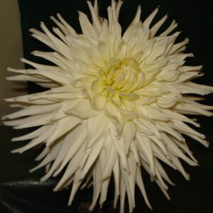 Dahlia Polar Sight