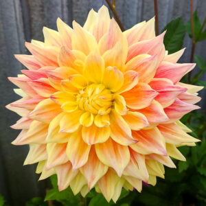 Dahlia Advance