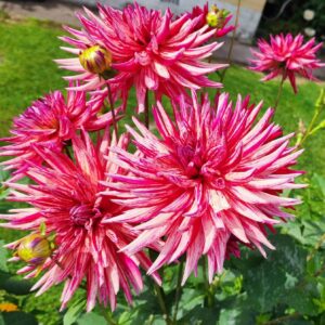 Dahlia Alain Mimoun