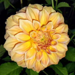 Dahlia Bracken Sarah