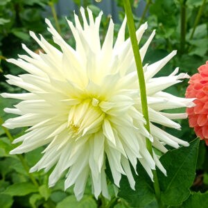 Dahlia Barot's Joy