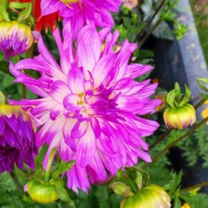 Alternative view of Dahlia Bold Accent