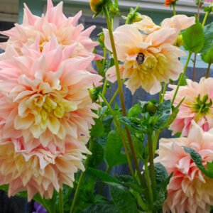 Alternative view of Dahlia Break Out