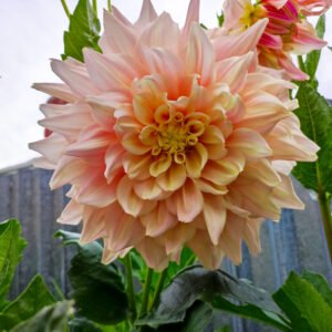 Dahlia Break Out
