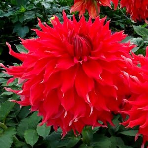 Dahlia Bryn Terfel