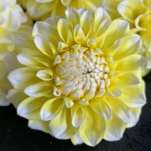 Dahlia Korb Yellow Hy-Light