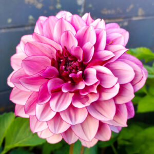 Dahlia Crème de Cassis