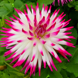 Dahlia Clearview Cameron