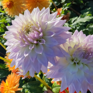 Dahlia Clearview Edie