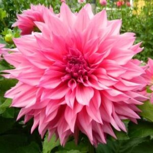 Dahlia Café au Lait Rose