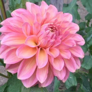 Dahlia Cameo Peach
