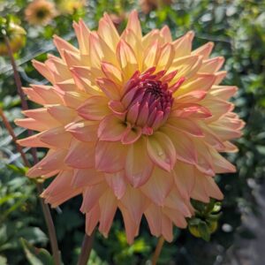 Dahlia Clearview Louise