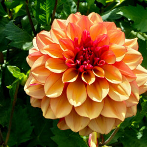 Dahlia Crème de Cognac