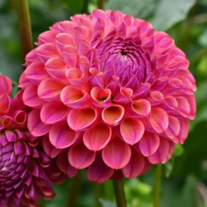 Dahlia Caitlyn's Joy