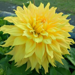 Dahlia Bonaventure