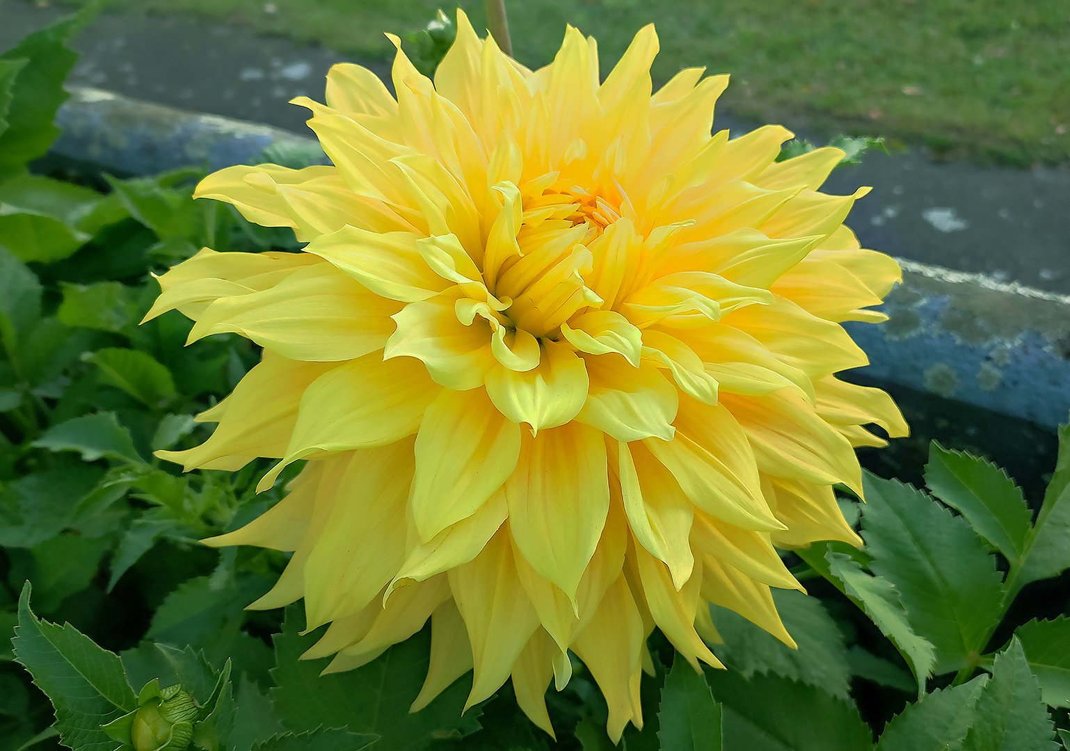 Dahlia Bonaventure