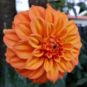 Dahlia Bracken Palomino