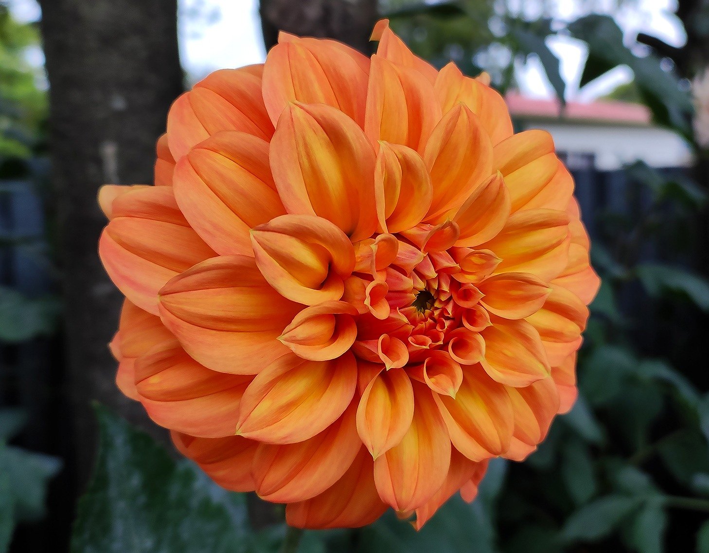 Dahlia Bracken Palomino