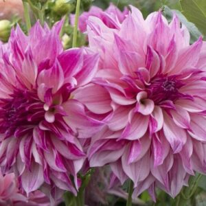 Dahlia Café au Lait Royale
