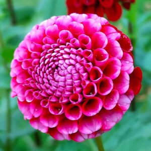 Dahlia Chick A Dee