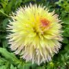 Dahlia Citron Du Cap