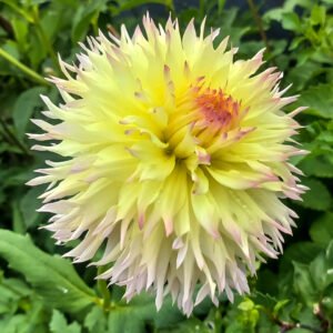 Dahlia Citron Du Cap