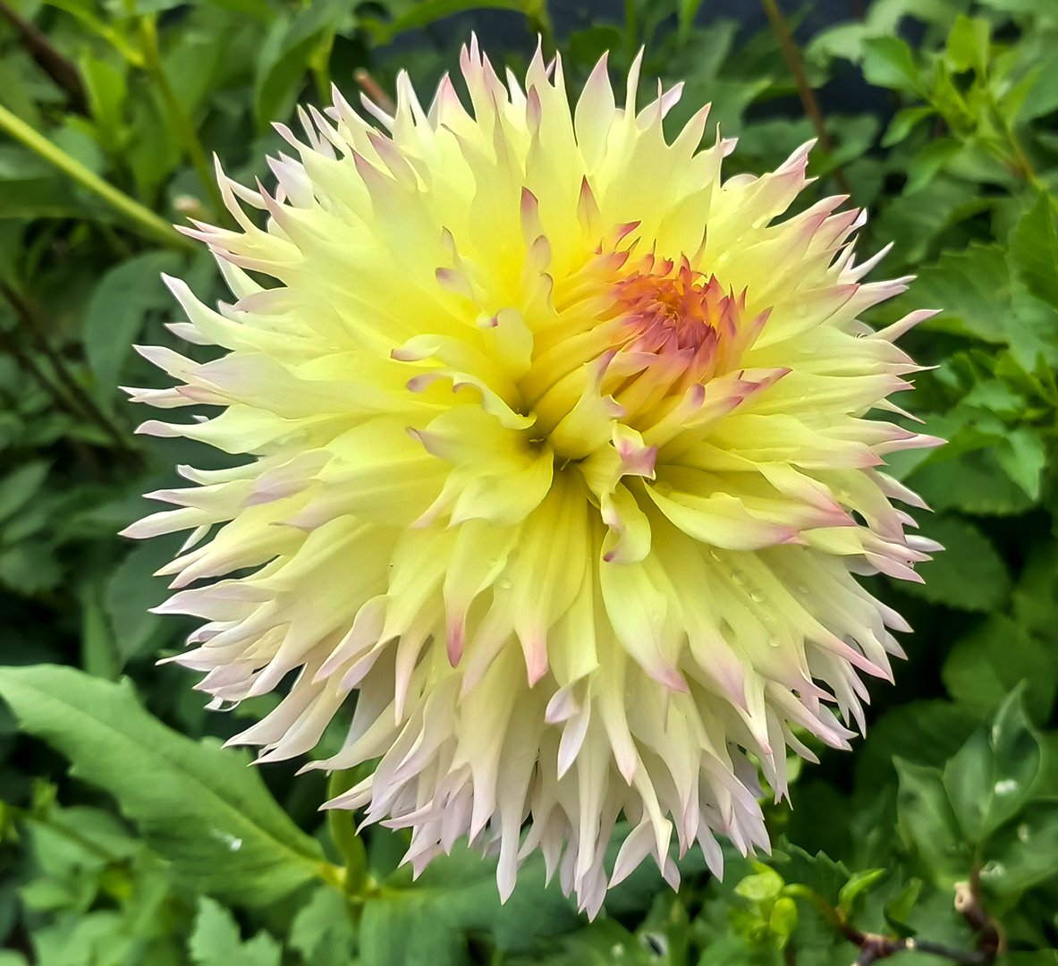 Dahlia Citron Du Cap