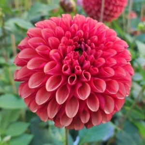 Dahlia Copper Boy